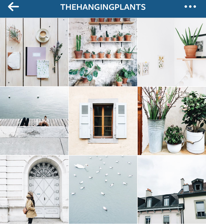 estrategia visual instagram @thehangingplants